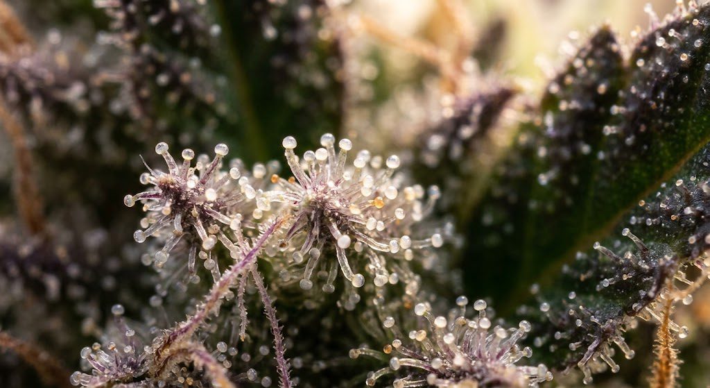 Hemp Trichomes macro photograph showing resin glands on plant
